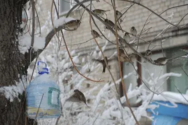 Орнитологи предлагают ивановцам пересчитать воробьев на кустах