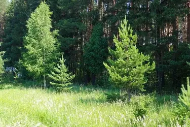 Комитет Ивановской области по лесному хозяйству обратился к собственникам участков, которые граничат с землями лесного фонда