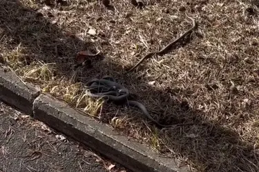 В Ивановской области проснулись гадюки и ужи