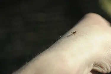 Более 500 ивановцев пострадали от укусов клещей