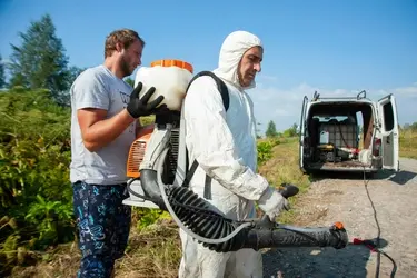 Вдоль дорог Иваново – Родники и Иваново – Шуя идет борьба с борщевиком