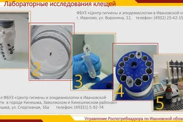 Клещ заразил жителя Ивановской области боррелиозом