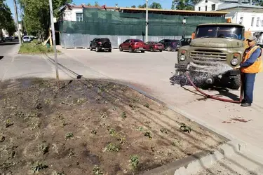 На улицах Кинешмы высажены и нуждаются в поливе 17 000 цветов