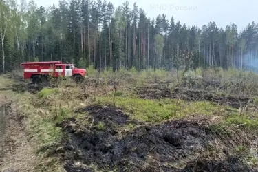 В Савинском районе низовой пожар уничтожил гектар леса