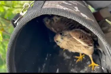 В селе Алексино Савинского района неравнодушные жители спасли четырех соколят