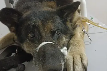 "Майский день" просит помочь с лечением пса, которого сбила машина