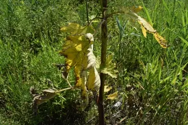 Обработку борщевика химикатами в Иванове перенесли на раннее утро