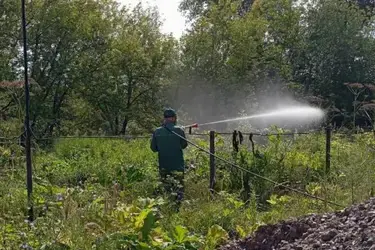 В районе улицы Суворова в Иванове прошла обработка от борщевика Сосновского