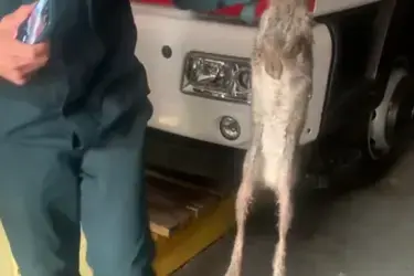 К ивановским пожарным прямо в часть прискакал заяц, спасаясь от собаки