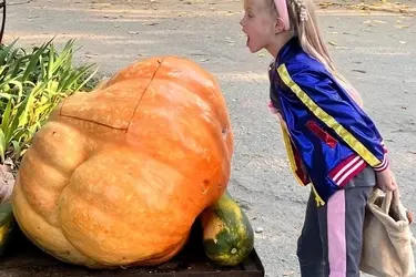 100-килограммовая тыква из Тейкова попала на обед верблюдам, лошадям и ослам