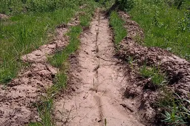 В Ивановской области контролируется восстановление лесов