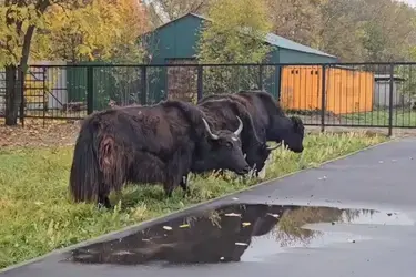 Яки в ивановском зоопарке переселились в новый вольер