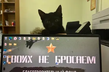 В ивановском фонде "Своих не бросаем" появился новый сотрудник − черный котенок Штурм