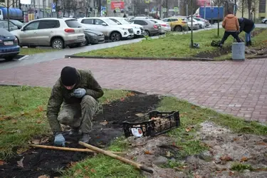 На ивановских улицах высадят 60 000 луковиц тюльпанов
