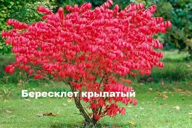 Ивановцы могут выбрать кустарники для городского озеленения