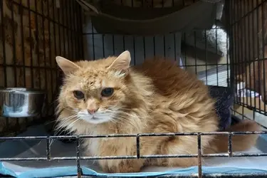 Ивановцы могут сделать счастливым кота, который чуть не умер на улице и всю жизнь провел в клетке