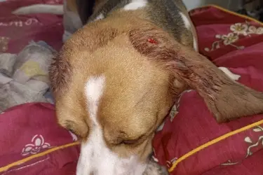 "Майский день" просит помочь биглю с множественными рваными ранами и черепно-мозговой травмой