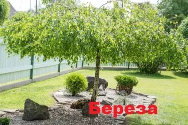 Ивановцы могут выбрать штамбовые деревья для городского озеленения