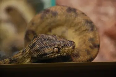 Зоопарк попросил ивановцев не дарить живых змей на Новый год