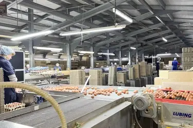 На Кинешемской птицефабрике появится пятиярусный птичник с умным освещением