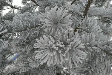 В Ивановской области 17 февраля похолодает до 19 градусов ниже нуля