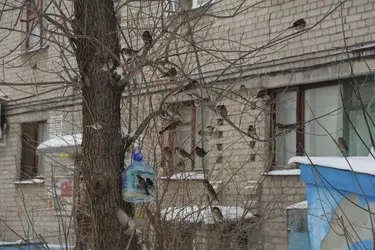 Ивановцы за неделю насчитали больше тысячи воробьев на кустах