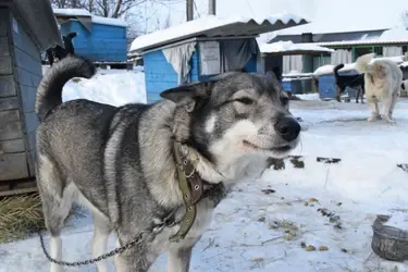 С начала года в Иванове отловили 50 собак без владельцев