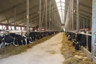 Инвестиции в сельское хозяйство Ивановской области выросли почти вдвое