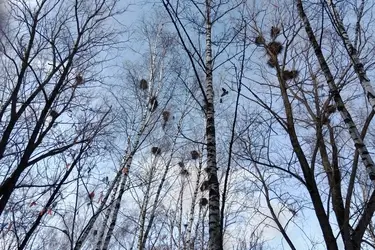 Орнитологи приглашают ивановцев посчитать грачей