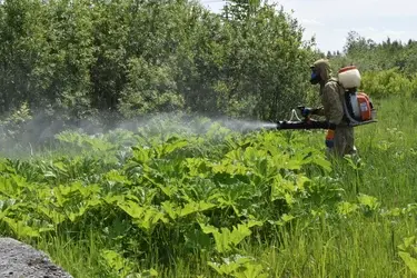 В Ивановской области борщевик в 2025 году уничтожат на площади 3500 га