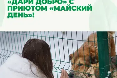Ивановский приют "Майский день" объявил сбор лекарств для четвероногих друзей