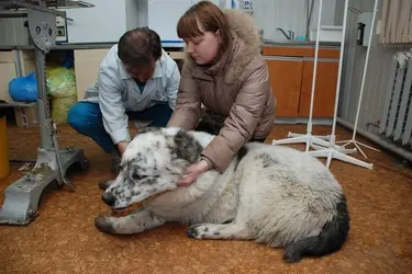 В апреле шуйские ветеринары бесплатно привьют во дворах собак и кошек