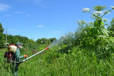 В Иванове планируется обработать от борщевика более 10 гектаров