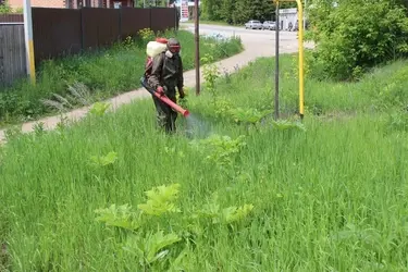 В Кинешме от борщевика очистят 3  гектара городских территорий