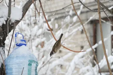 Любители птиц просят ивановцев подкормить зябликов и скворцов