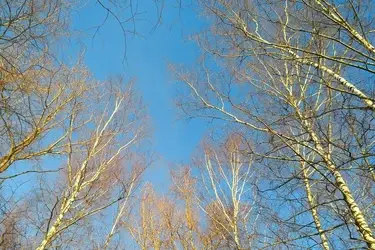 В Ивановской области 14 апреля потеплеет с -3˚С до +13˚С