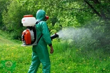 Парки Ивановской области опрыскивают химикатами от клещей
