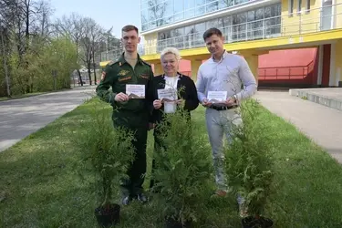 У стен Ивановского цирка высадили аллею туй