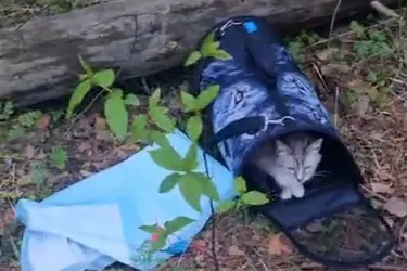 "Майский день" ищет новый дом истощенной кошке, которую оставили умирать в переноске в лесу