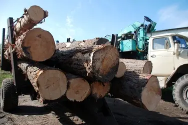 Ивановские "черные лесорубы" занимались контрабандой пиломатериалов за границу