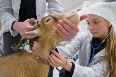 В Ивановской области создадут сельскохозяйственный кластер