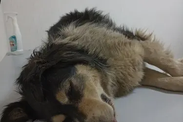 "Майский день" просит помочь собаке с опухолью молочной железы