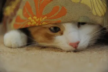 Котикам и щенкам из ивановского приюта для бездомных животных "Майский день" нужен корм