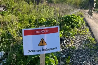 В Иванове приступили к химическому уничтожению борщевика Сосновского