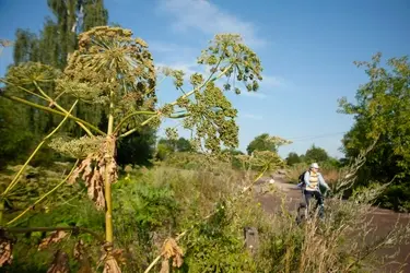 В Ивановском районе борются с борщевиком