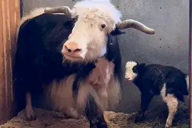 В Ивановском цирке самка яка Вита на гастролях родила малыша