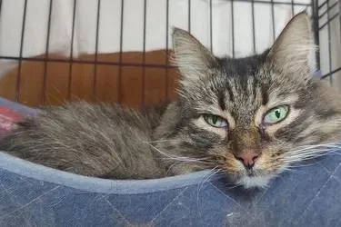 В Иванове ищут хозяев коту Енисею, который после 10 лет жизни дома попал в приют