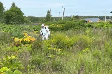 В Ивановской области обработали 1700 га заросших борщевиком земель