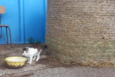 "Майский день" просит ивановцев напоить бездомных животных и птиц на улицах городов