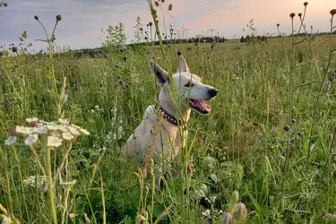 Собакам приюта "Майский день" в Иванове нужны ошейники и цепи